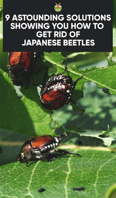 9 Effective Solutions On How To Get Rid Of Japanese Beetles Japanese
