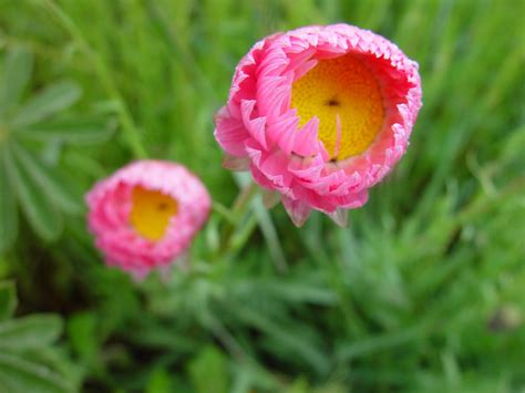 Are you searching for flower png images or vector? Free picture: pink, paper, daisies, flowers