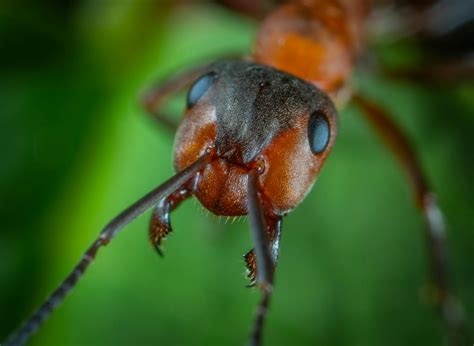 Close Up Photo Of Ant · Free Stock Photo