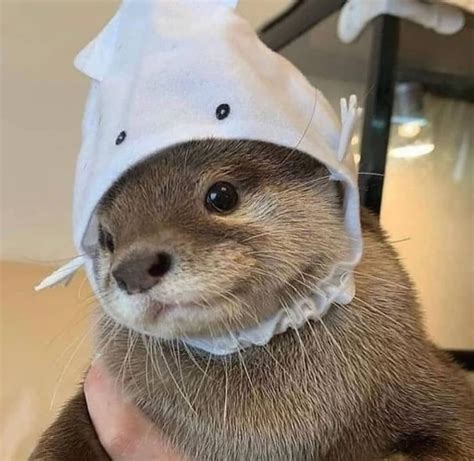 Cute Otter Wearing A Squid Hat Enjoy Animals Otters Cute Cute