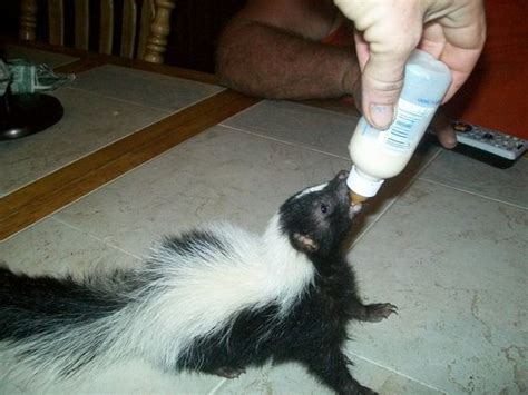 Baby Skunks That Will Make You Feel Better About Life Barnorama