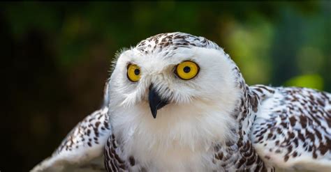 Snowy Owl Bird Facts Bubo Scandiacus A Z Animals