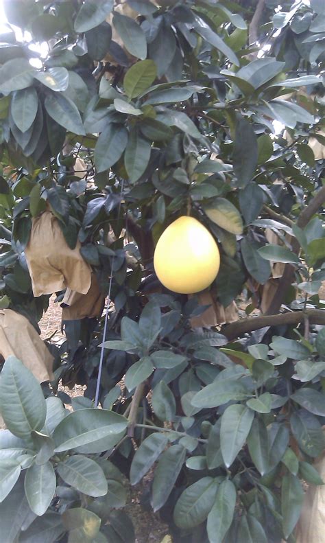 The pomelo is actually the ancestor of the grape fruit. pomelo tree | Pomelo, Grapefruit tree, Tree