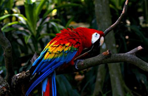 Gambar background warna warni pelangi cantik kalender 2019 sumber : 23 Gambar Burung Cantik dan Indah di Dunia - Kumpulanaplikasi