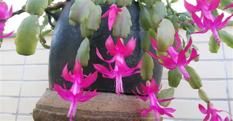 This makes their needs quite different compared to a normal. How to Care For and Make a Christmas Cactus Bloom | World ...