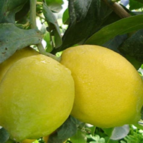 Lemons Citrus Limon Archivi Oscar Tintori Nurseries Worldwide