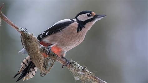 Syrian Woodpecker Youtube