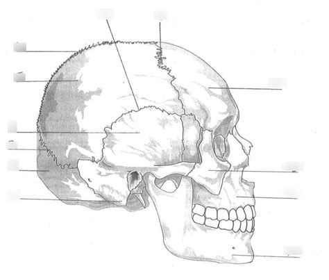 Skull Diagram Human Phys Diagram Quizlet