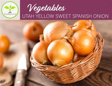 25 Utah Yellow Sweet Spanish Onion Seeds Vegetable Seeds Non Gmo