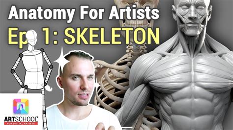 Male Anatomy For Artist 3d Reference Models For Artists Anatomy 360