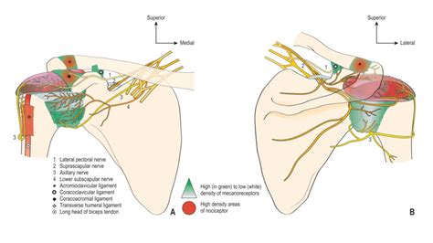 Anterior Innervation Of The Shoulder Joint The Suprascapular Nerve And