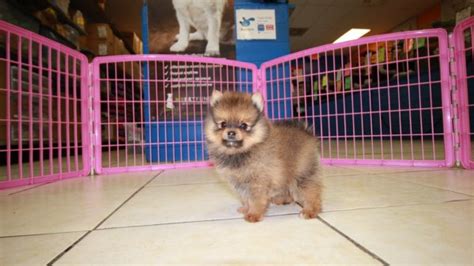 Sweet Pomeranian Puppies For Sale Georgia Local Breeders Near Atlanta