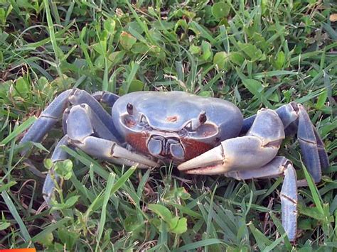 Giant Blue Land Crabs On Ambergris Caye How To Cook Em How To Chase