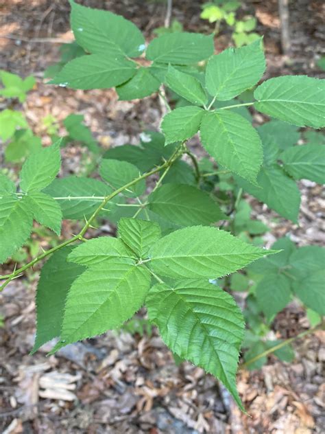 Poison Ivy Rlandscaping