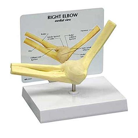 Anatomical Basic Elbow Model