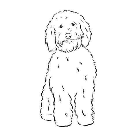 Premium Vector Labradoodle Mix Dog Vector Isolated Illustration On
