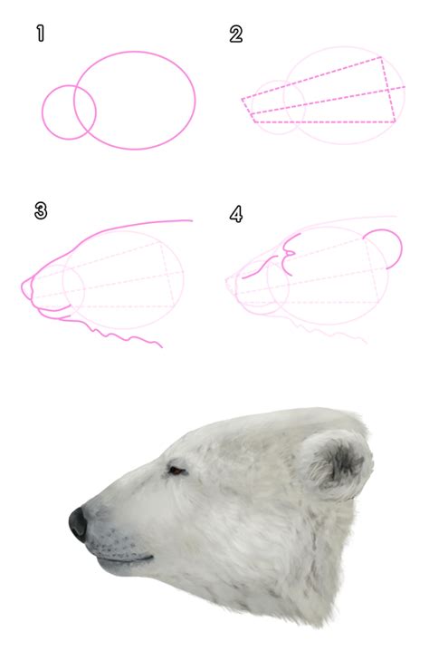 For the suit texture i made some. How to Draw Animals: Bears and Pandas, and Their Anatomy ...