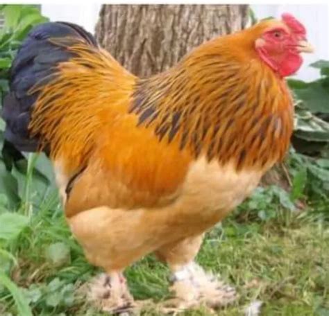 Buff Brahma Chicken Hatching Eggs From Chickweed Farms Llc Npip