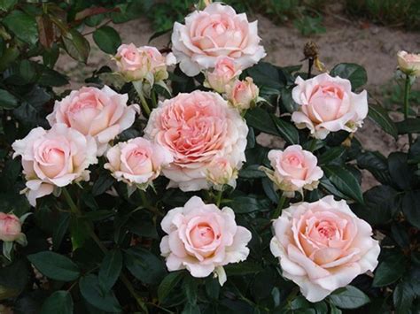 Fragonard Hybrid Tea Garden Roses Pococks Roses The Cornish Rose Company