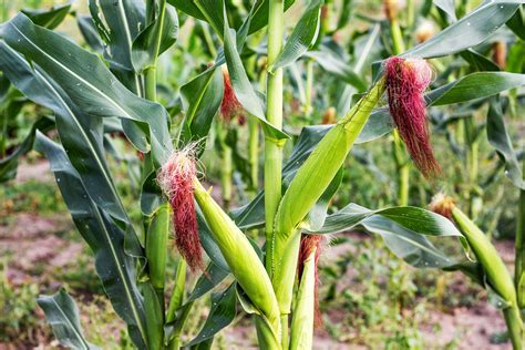 Zea Maize Cereal And Poaceae Britannica