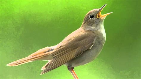 This Nightingale Sings Many Sounds And Pitches Youtube
