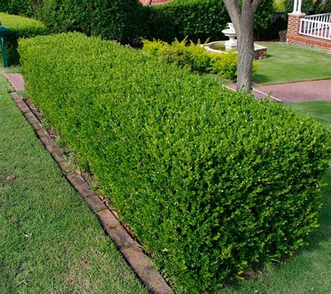 Common Types Of Plants Used As Hedges Jims Mowing