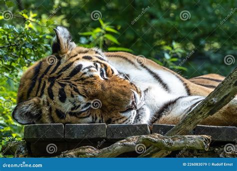 El Tigre Siberiano Panthera Tigris Altaica En Un Parque Imagen De