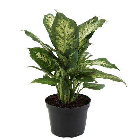 Costa Farms Dieffenbachia Indoor Plant In 6 In Grower Pot Avg