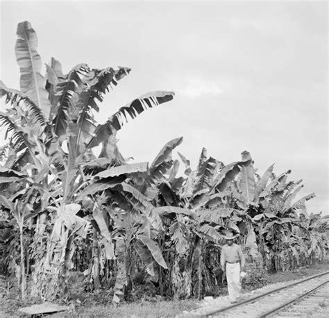 The Surprisingly Dark History And Doomed Future Of Bananas