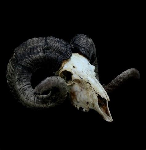 African Ram Skull 39509 Ram Skull Animal Skulls Skull