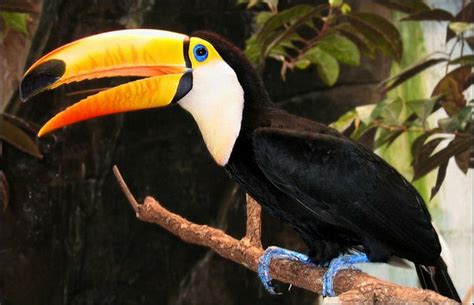 El Tucán Características Principales Y Cuidados Mascotas