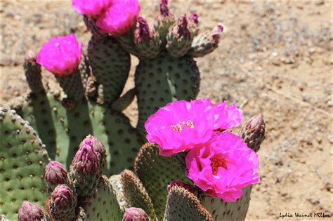Pink Cactus Flower 29 Photograph By Lydia Miller Fine Art America