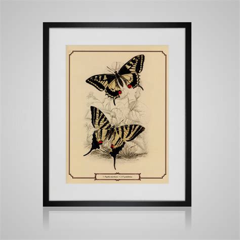 Framed Wall Art Vintage Butterfly Print Free By Picturebypicture