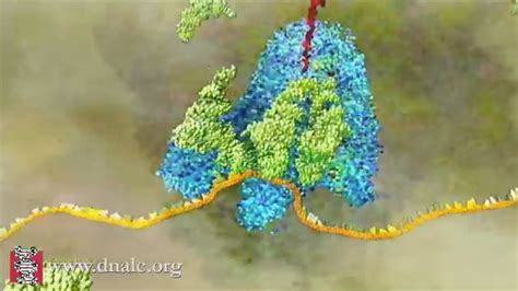 Biology Animations Cshl Dna Learning Center