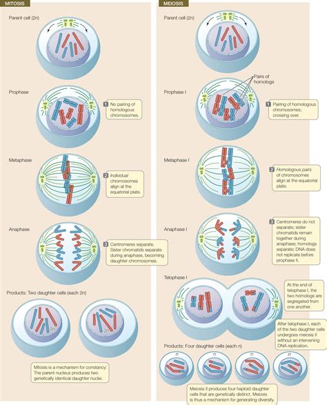 Genetic Makeup Of Daughter Cells In Mitosieiosis Mugeek Vidalondon
