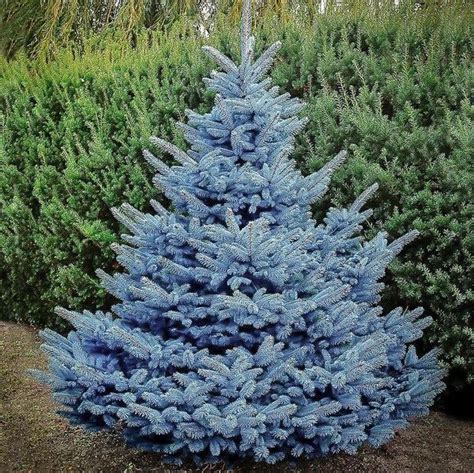 Pin By Lisa Nagel On Arbor Garden Dwarf Evergreen Trees Blue Spruce