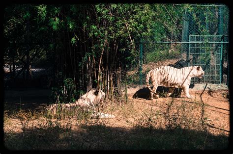 Bannerghatta National Park Bangalore Tiger Safari Through D Lens