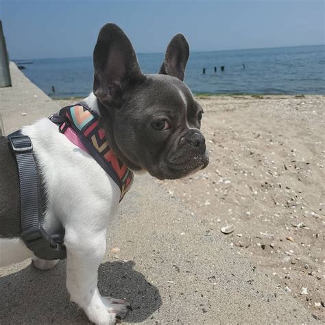 Check spelling or type a new query. #Frenchie #frenchies #frenchbulldog #frenchiesofinstagram ...