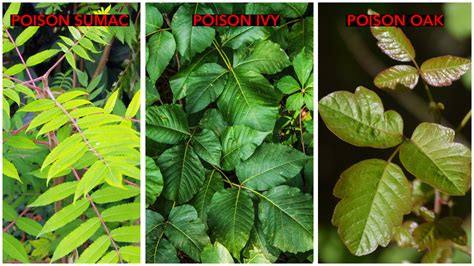 Expert Tips To Ease Itch From Poison Ivy Oak And Sumac A Womans Health