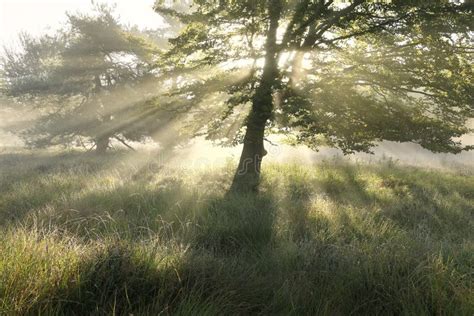 Beautiful Morning Sunbeams Through Tree Leaves Stock Photo Image Of
