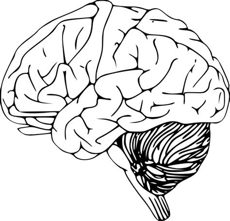 Brain Png Clipart Background Png Play