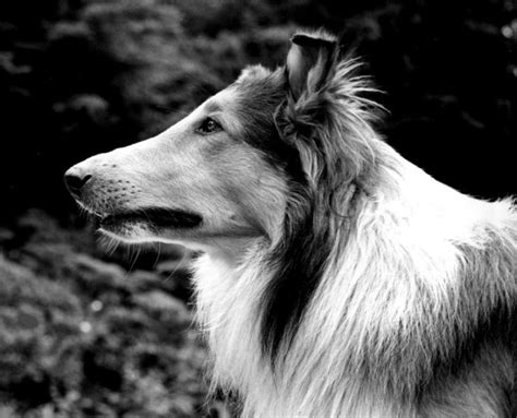 Cani Famosi Lassie Razza Di Cane O Personaggio