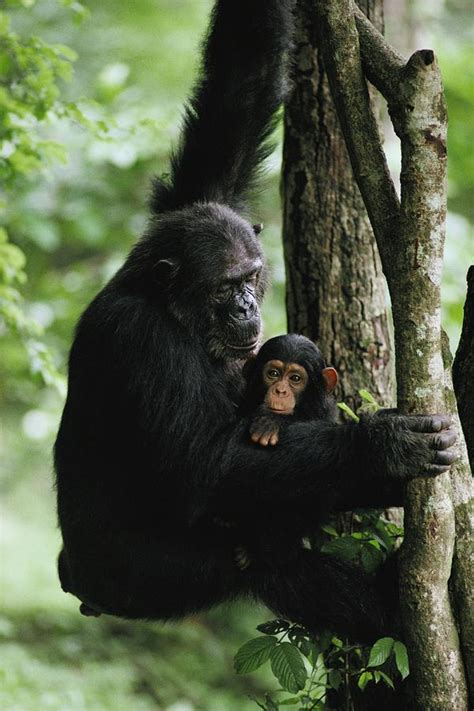 A Female Chimpanzee Climbs A Tree Photograph By Michael Nichols