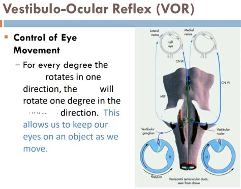 Vestibulo Ocular Reflex Vor Diagram Quizlet