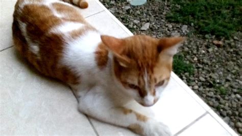 Maybe you would like to learn more about one of these? Cat - YouTube