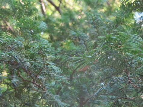 Dove Cresce Il Tasso Taxus Baccata O Albero Della Morte Come Si