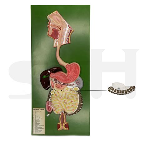 Digestive System Model Scientific Supply House