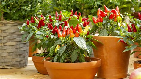 Grow Your Own Chillies And Spice Up Your Dishes With Monty Dons Top