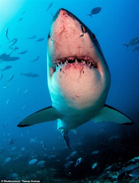 Why Do Sharks Attack Humans Daily Mail Online