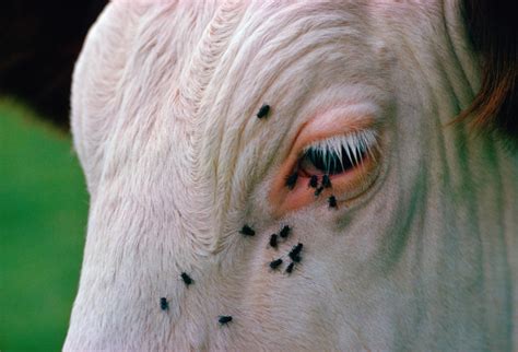 Woman Pulls Wiggling Cattle Worms From Her Eyeball Makes Medical History Ars Technica